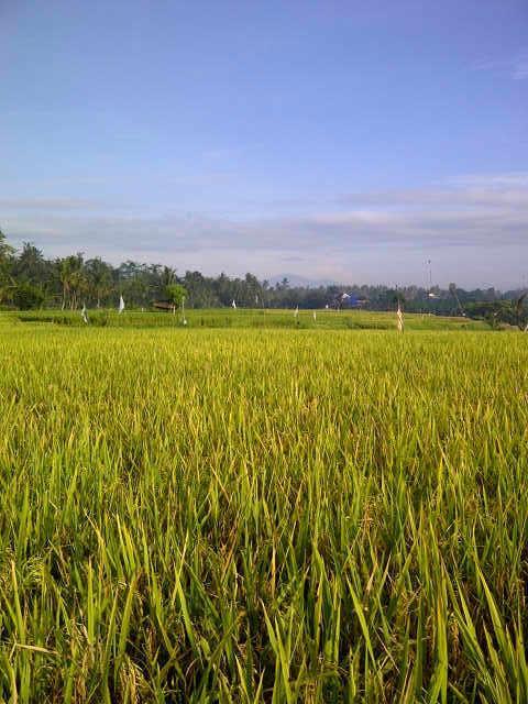 Villa Anandani Ubud Eksteriør bilde